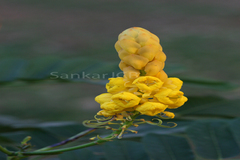 Cassia alata